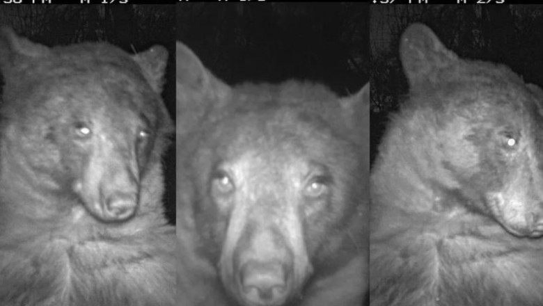 Njihuni me ariun që bëri 400 selfie!