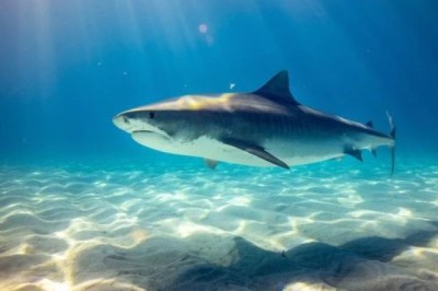 Teknologjia e re e aftë për të dokumentuar në distancë lindjen e të vegjëlve të peshkaqenëve!